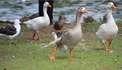 What to feed the ducks?