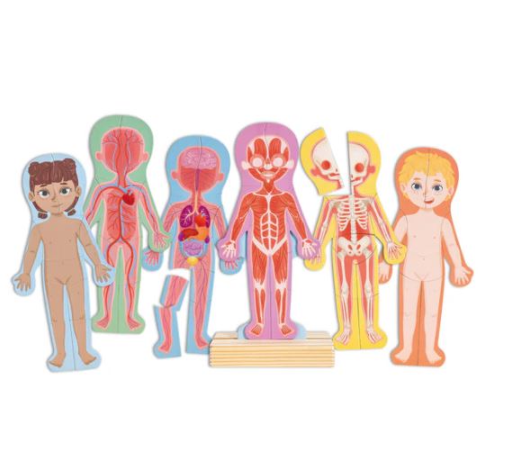 Hape Human Body Magnetic Puzzle