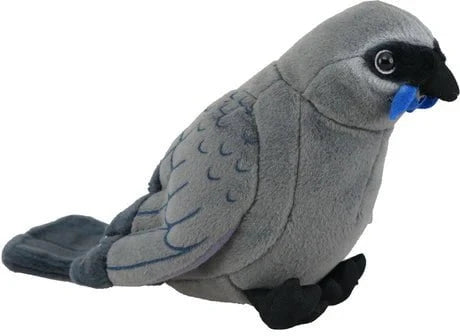 Antics Kokako With Sound